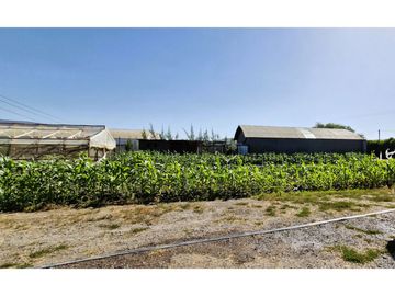 Venta de parcela de 10.000 m2., en venta en San Pedro, Quillota. Árboles y hortalizas en producción.