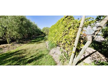 Venta de parcela de 10.000 m2., en venta en San Pedro, Quillota. Árboles y hortalizas en producción.