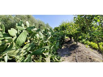 Venta de parcela de 10.000 m2., en venta en San Pedro, Quillota. Árboles y hortalizas en producción.