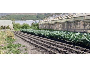 Venta de parcela de 10.000 m2., en venta en San Pedro, Quillota. Árboles y hortalizas en producción.