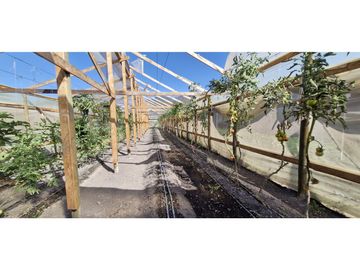 Venta de parcela de 10.000 m2., en venta en San Pedro, Quillota. Árboles y hortalizas en producción.