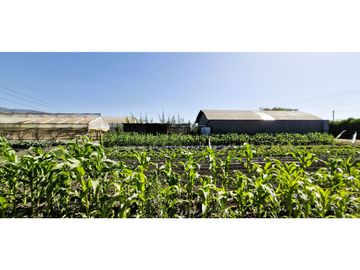 Venta de parcela de 10.000 m2., en venta en San Pedro, Quillota. Árboles y hortalizas en producción.