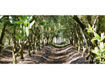 Venta de parcela de 10.000 m2., en venta en San Pedro, Quillota. Árboles y hortalizas en producción.