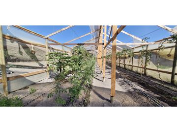 Venta de parcela de 10.000 m2., en venta en San Pedro, Quillota. Árboles y hortalizas en producción.