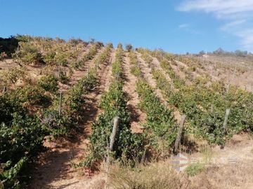 Parcela En Venta En Casablanca
