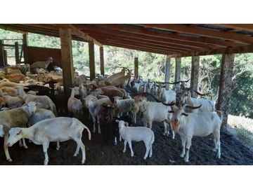 ESPECTACULAR RANCHO EN VILLACORZO EN SAN PEDRO BUENA VISTA, CHIAPAS