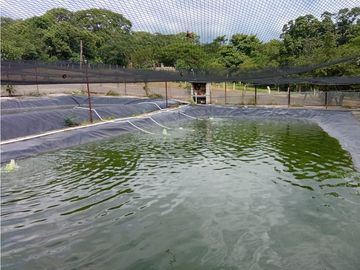 ESTUPENDO RANCHO DE DOBLE PROPOSITO CERCA DE JIQUIPILAS, CHIAPAS