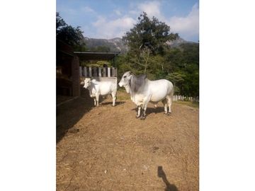 INCREIBLE PROPIEDAD PARA UNA QUINTA EN SAN FERNANDO, CHIAPAS