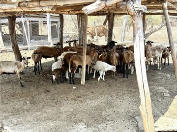 RANCHO LA AURORA EN ACALA, CHIAPAS