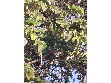 Venta de casa finca Minca 2 hectareas casa amoblada árboles frutales