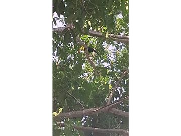 Venta de casa finca Minca 2 hectareas casa amoblada árboles frutales