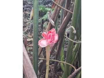 Venta de casa finca Minca 2 hectareas casa amoblada árboles frutales