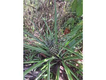 Venta de casa finca Minca 2 hectareas casa amoblada árboles frutales