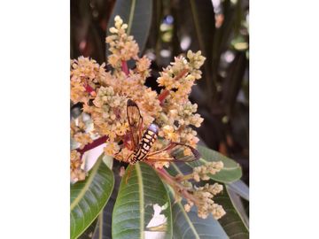 Venta de casa finca Minca 2 hectareas casa amoblada árboles frutales