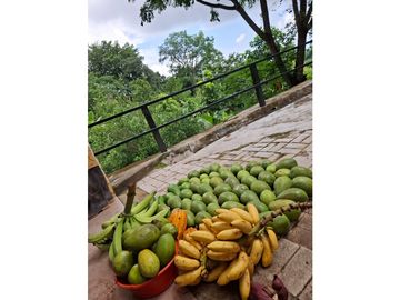 Venta de casa finca Minca 2 hectareas casa amoblada árboles frutales