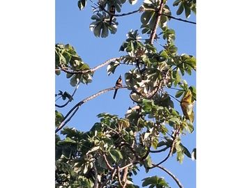 Venta de casa finca Minca 2 hectareas casa amoblada árboles frutales