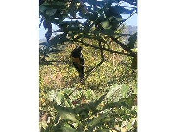 Venta de casa finca Minca 2 hectareas casa amoblada árboles frutales