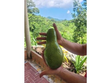 Venta de casa finca Minca 2 hectareas casa amoblada árboles frutales
