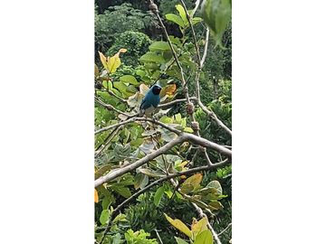Venta de casa finca Minca 2 hectareas casa amoblada árboles frutales