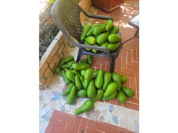 Venta de casa finca Minca 2 hectareas casa amoblada árboles frutales