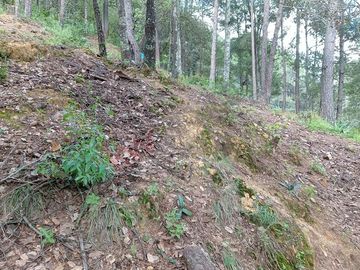 Terreno Boscoso en Mineral del Chico ideal para cabaña de descanso.