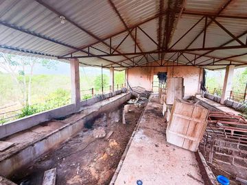 Rancho de 53 HA ideal para Ganadería en Chapab, entre Mama y Ticul, Yucatán.