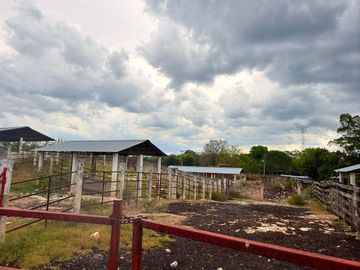 Rancho de 53 HA ideal para Ganadería en Chapab, entre Mama y Ticul, Yucatán.