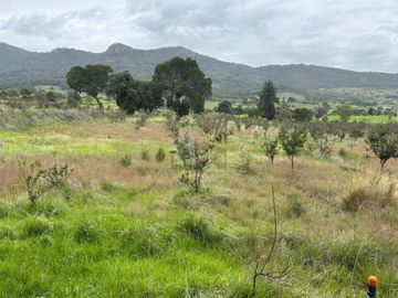 TERRENO CON ARBOLES DE MANZANA PRODUCIENDO