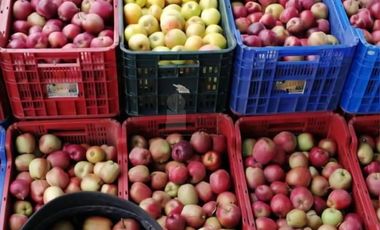 TERRENO CON ARBOLES DE MANZANA PRODUCIENDO