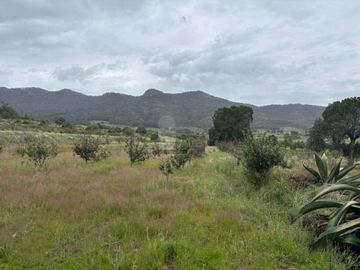 TERRENO CON ARBOLES DE MANZANA PRODUCIENDO
