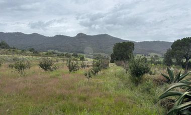 TERRENO CON ARBOLES DE MANZANA PRODUCIENDO