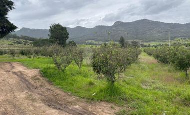 TERRENO CON ARBOLES DE MANZANA PRODUCIENDO