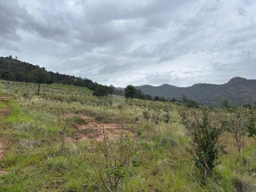 TERRENO CON ARBOLES DE MANZANA PRODUCIENDO