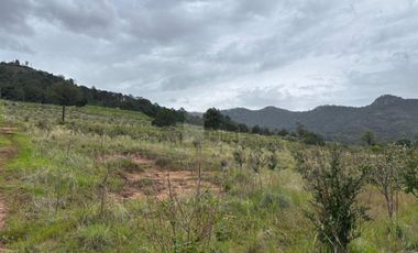 TERRENO CON ARBOLES DE MANZANA PRODUCIENDO
