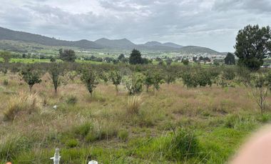 TERRENO CON ARBOLES DE MANZANA PRODUCIENDO
