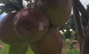 TERRENO CON ARBOLES DE MANZANA PRODUCIENDO