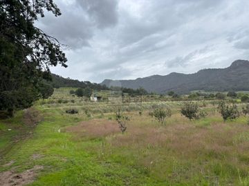 TERRENO CON ARBOLES DE MANZANA PRODUCIENDO