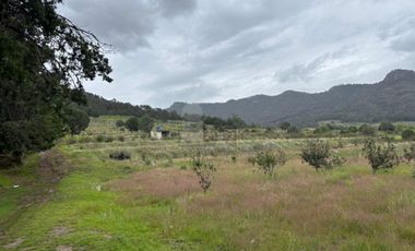 TERRENO CON ARBOLES DE MANZANA PRODUCIENDO