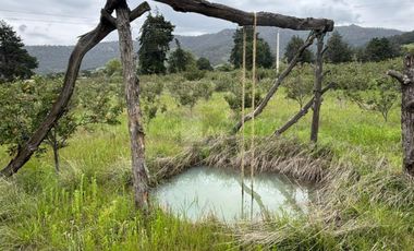 TERRENO CON ARBOLES DE MANZANA PRODUCIENDO