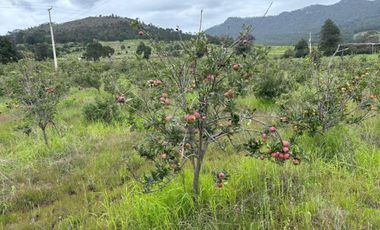 TERRENO CON ARBOLES DE MANZANA PRODUCIENDO