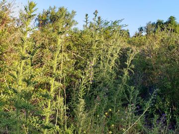 LOTE EN PUNTA INDIO AMPLIO