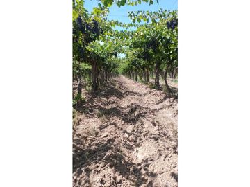 VENTA DE FINCA PRODUCTIVA Y COMPLETA 10 HAS EN PHILLIP, JUNIN, MENDOZA