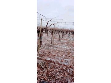 VENTA DE FINCA PRODUCTIVA Y COMPLETA 10 HAS EN PHILLIP, JUNIN, MENDOZA