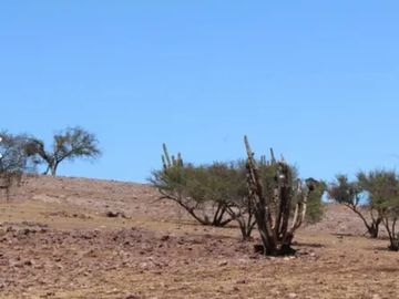Vende parcelas en proyecto Fundo Llay Llay. De 5.000 mt2 con rol propio.