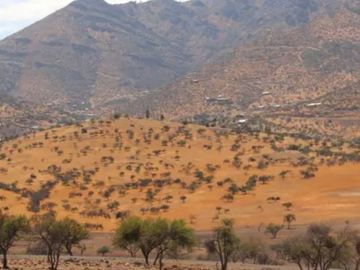 Vende parcelas en proyecto Fundo Llay Llay. De 5.000 mt2 con rol propio.