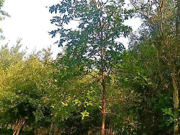 Rancho en venta en Cadereyta Jiménez, Nuevo León