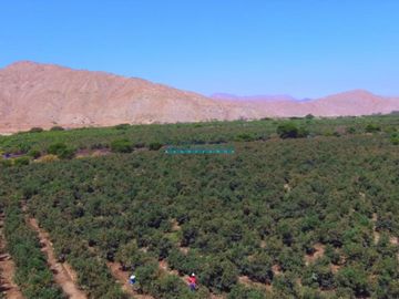 Terrenos Agricolas Venta CAL. Vinchamarca Chica - MORO