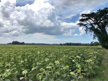 Venta campo agricola en Miramar, General Alvarado