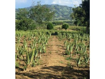 FINCA EN PARCELACION EN CALIMA DARIEN