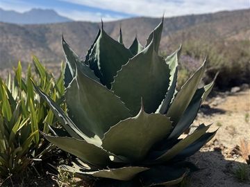 Parcela en Venta en Lomas del Cajón